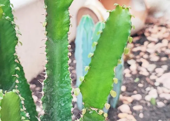 Residenza Bibliososta Lägenhet *